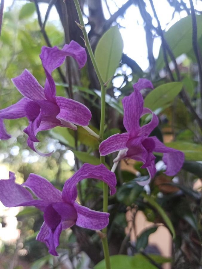 Winsent Villa Unawatuna Ngoại thất bức ảnh